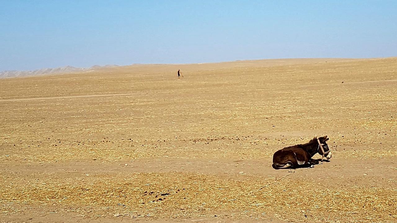 Feldarbeiter und Esel in der Region Khatlon im Süden Tadschikistans an der Grenze zu Afghanistan