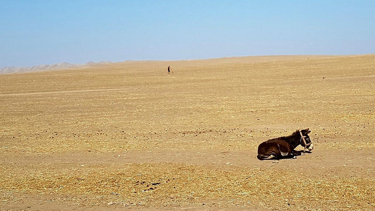 Feldarbeiter und Esel in der Region Khatlon im Süden Tadschikistans an der Grenze zu Afghanistan Feldarbeiter und Esel in der Region Khatlon im Süden Tadschikistans an der Grenze zu Afghanistan