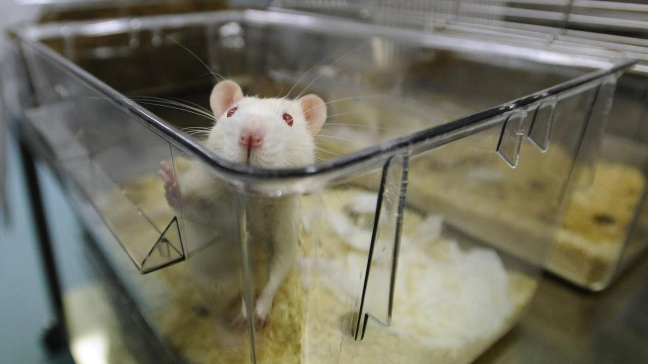 Gegner von Tierversuchen bezweifeln die Aussagekraft von Mäuse-Tests. Gegner von Tierversuchen bezweifeln die Aussagekraft von Mäuse-Tests.