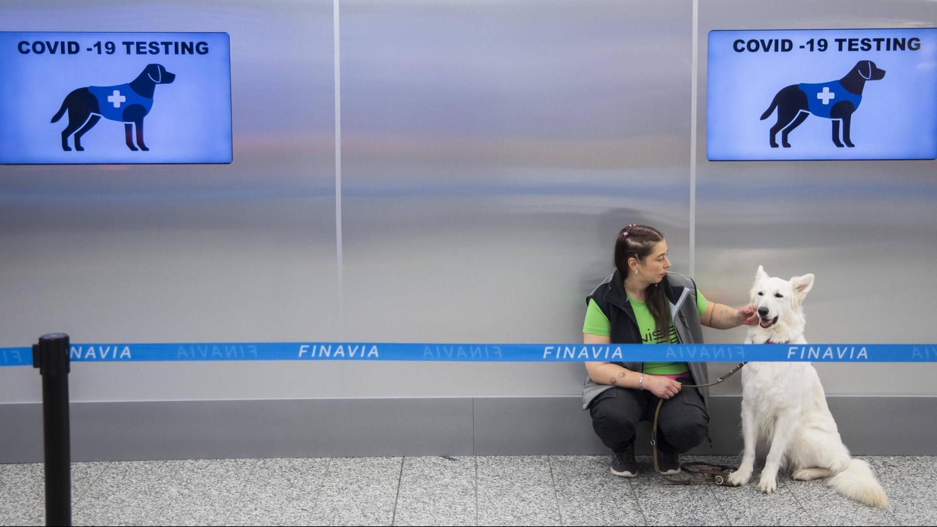 Das am 22. September 2020 aufgenommene Foto zeigt einen COVID-19-Spürhund am internationalen Flughafen Helsinki Vantaa in Finnland. Vier speziell ausgebildete Hunde demonstrierten am Dienstag auf einer Pressekonferenz am internationalen Flughafen Helsinki Vantaa ihre Fähigkeit, COVID-19 bei Menschen zu erschnüffeln, noch bevor diese Symptome zeigen. Der Start des Pilotprojekts ist für Ende dieser Woche geplant. Das am 22. September 2020 aufgenommene Foto zeigt einen COVID-19-Spürhund am internationalen Flughafen Helsinki Vantaa in Finnland. Vier speziell ausgebildete Hunde demonstrierten am Dienstag auf einer Pressekonferenz am internationalen Flughafen Helsinki Vantaa ihre Fähigkeit, COVID-19 bei Menschen zu erschnüffeln, noch bevor diese Symptome zeigen. Der Start des Pilotprojekts ist für Ende dieser Woche geplant.