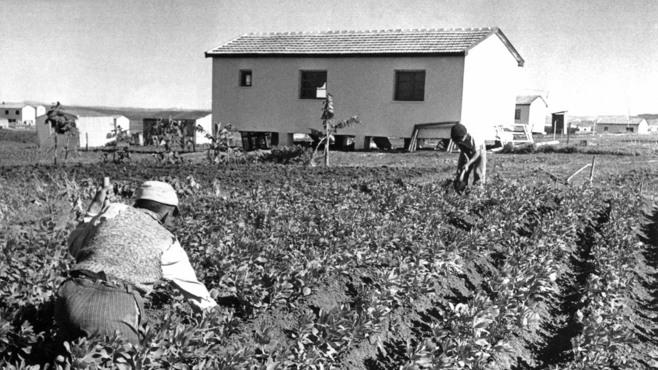 Zwei Männer bei der Feldarbeit in einem Kibbuz in Israel. Aufnahme von 1958. Zwei Männer bei der Feldarbeit in einem Kibbuz in Israel. Aufnahme von 1958.