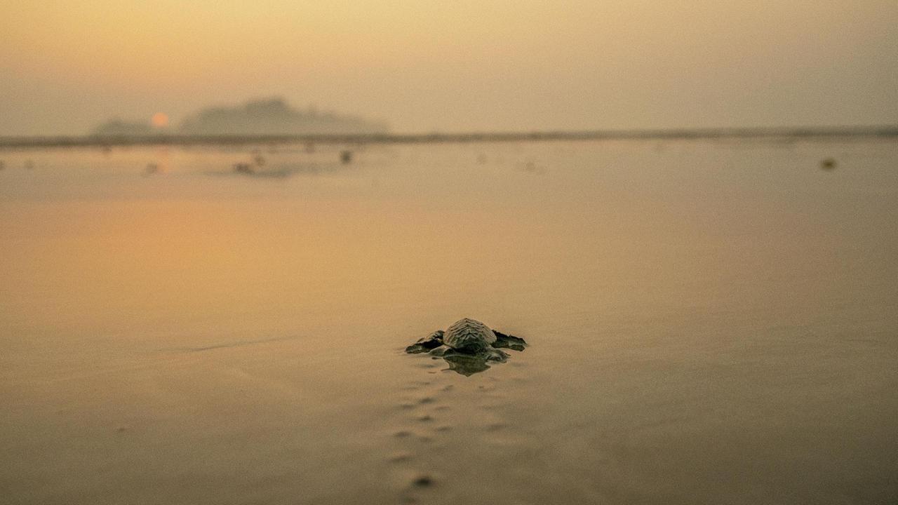 Frisch geschlüpfte Schildkröten aus einem Schutzgebiet auf dem Weg ins Meer, Diglipur, Nord Andaman Insel, Andaman Inseln, Indien 2019. Frisch geschlüpfte Schildkröten aus einem Schutzgebiet auf dem Weg ins Meer, Diglipur, Nord Andaman Insel, Andaman Inseln, Indien 2019.