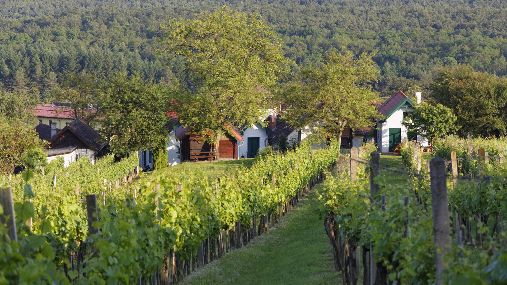 Ein Weingut am Csaterberg im Ort Kohfidisch (österreichisches Südburgenland)