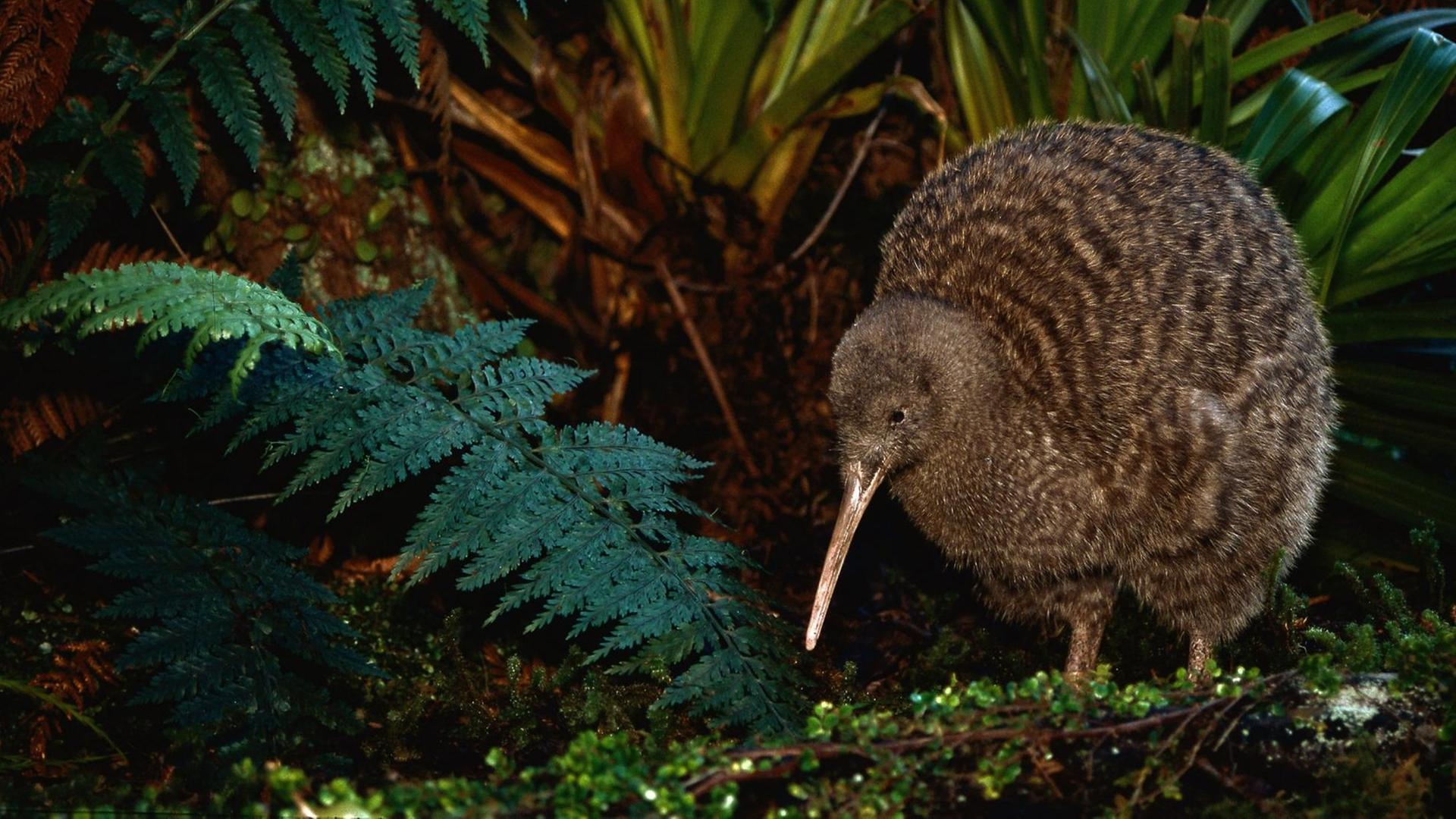Ein Großer Fleckenkiwi in einer Aufzuchtstation in Neuseeland. Ein Großer Fleckenkiwi in einer Aufzuchtstation in Neuseeland.