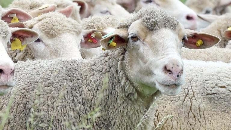 Auf den Wiesen des Landgutes Krosigk bei Brachwitz (Sachsen-Anhalt) führt die angehende Schäferin Cindy Schröder aus Orlamünde in Thüringen am 02.06.2016 Schafe der Rasse Ile de France über das Hütegelände. Auf den Wiesen des Landgutes Krosigk bei Brachwitz (Sachsen-Anhalt) führt die angehende Schäferin Cindy Schröder aus Orlamünde in Thüringen am 02.06.2016 Schafe der Rasse Ile de France über das Hütegelände.