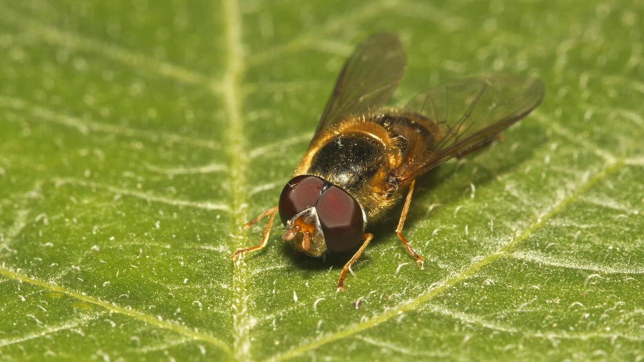 Schwebfliege (Syrphidae) auf einen Kartoffelblatt Schwebfliege (Syrphidae) auf einen Kartoffelblatt