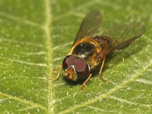 Schwebfliege (Syrphidae) auf einen Kartoffelblatt