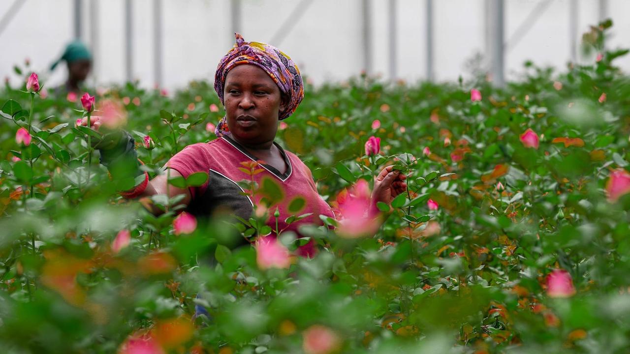 Eine Arbeiterin in einem Gewächshaus für Rosenzucht in der Region Naivasha in Kenia.