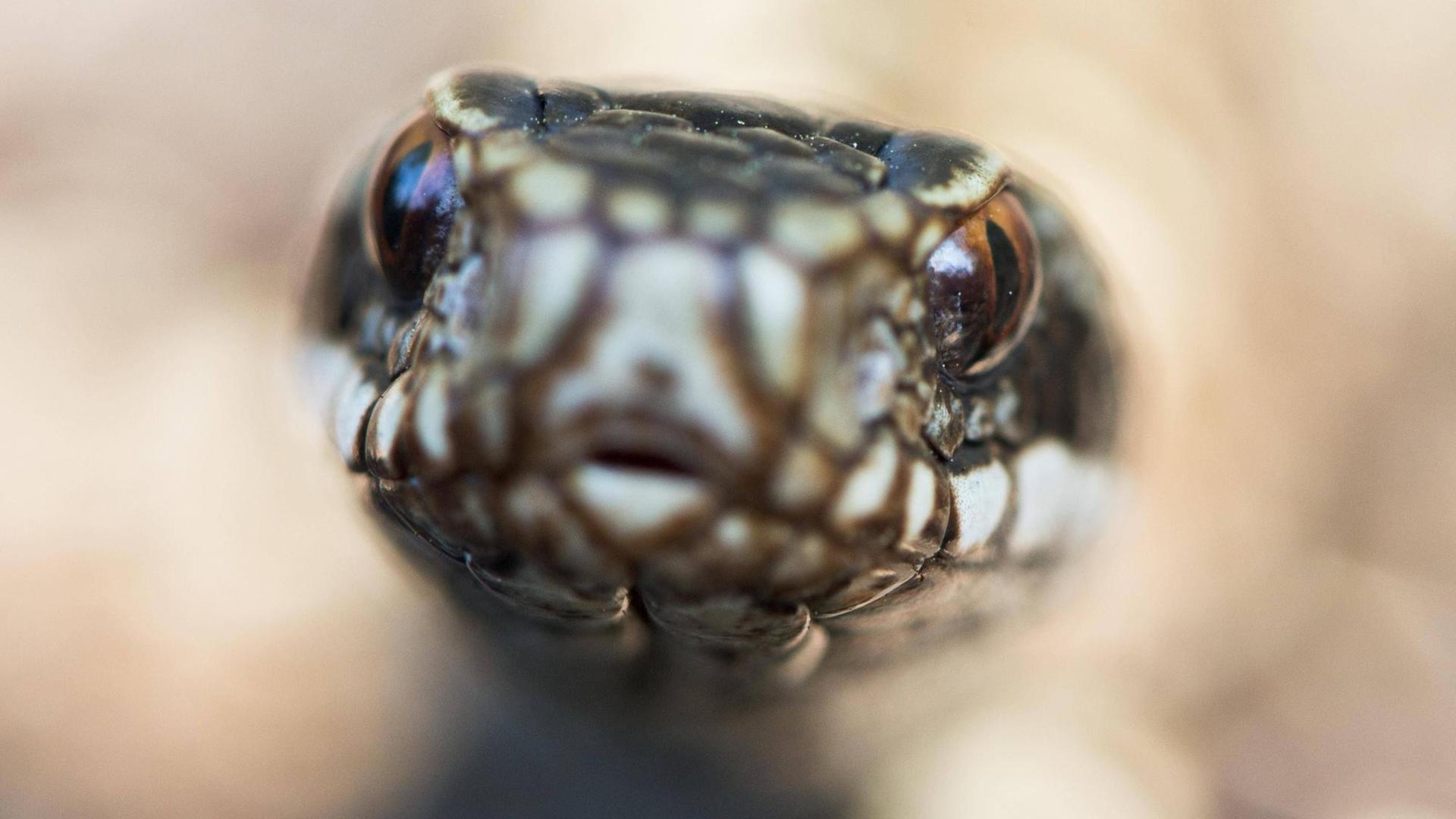 Nahaufnahme des Kopfes einer Kreuzotter (Vipera berus) vor unscharfem Hintergrund. Nahaufnahme des Kopfes einer Kreuzotter (Vipera berus) vor unscharfem Hintergrund.