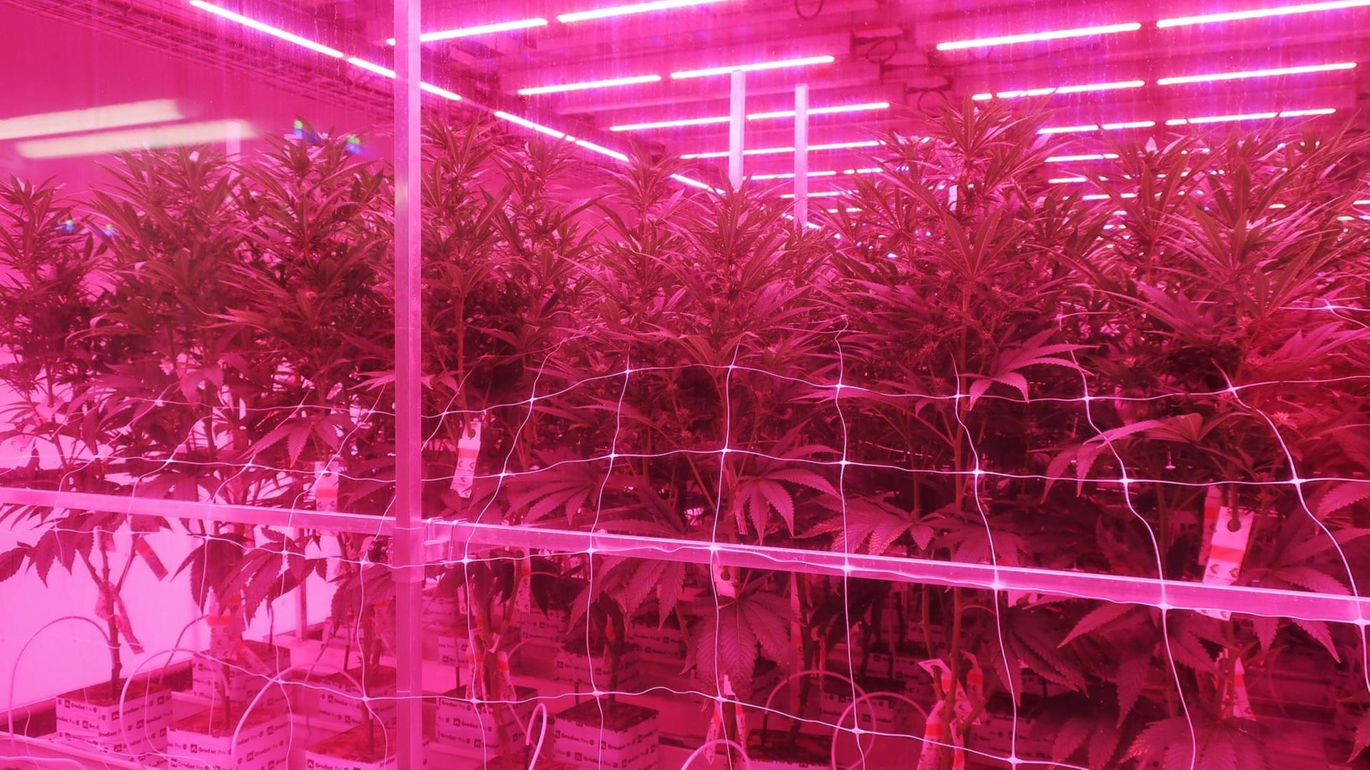 Eine Halle mit Cannabispflanzen unter rotem LED-Licht.