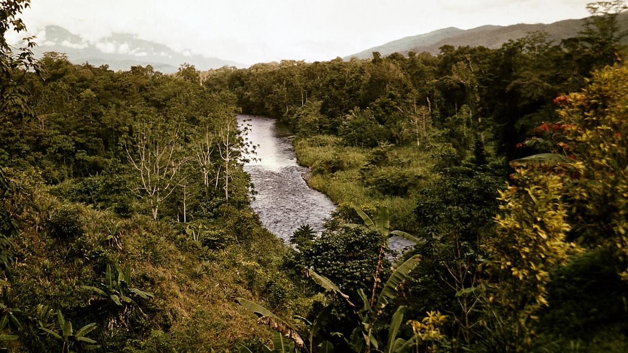 Urwald auf Papua-Neuguinea. Urwald auf Papua-Neuguinea.