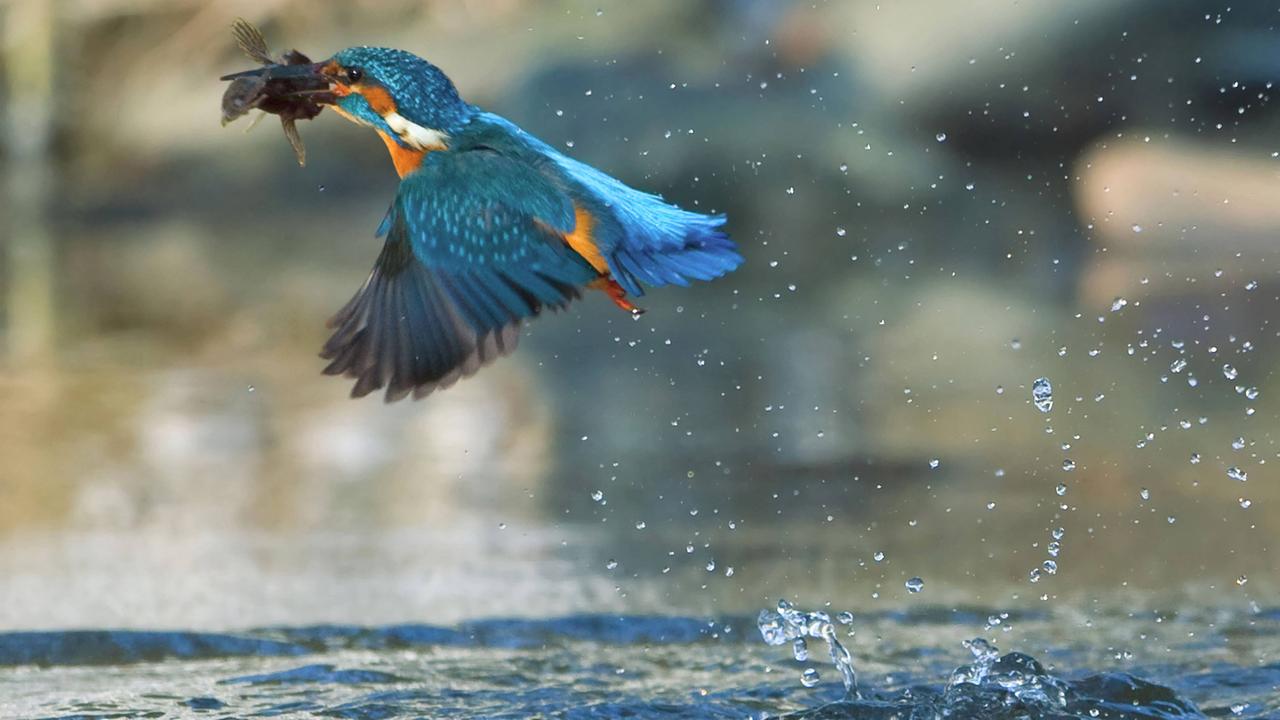 Ein Eisvogel hat im Wasser etwas erbeutet und fliegt hoch. Ein Eisvogel hat im Wasser etwas erbeutet und fliegt hoch.