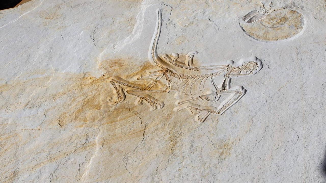 Das angeblich älteste Originalskelett eines Archaeopteryx