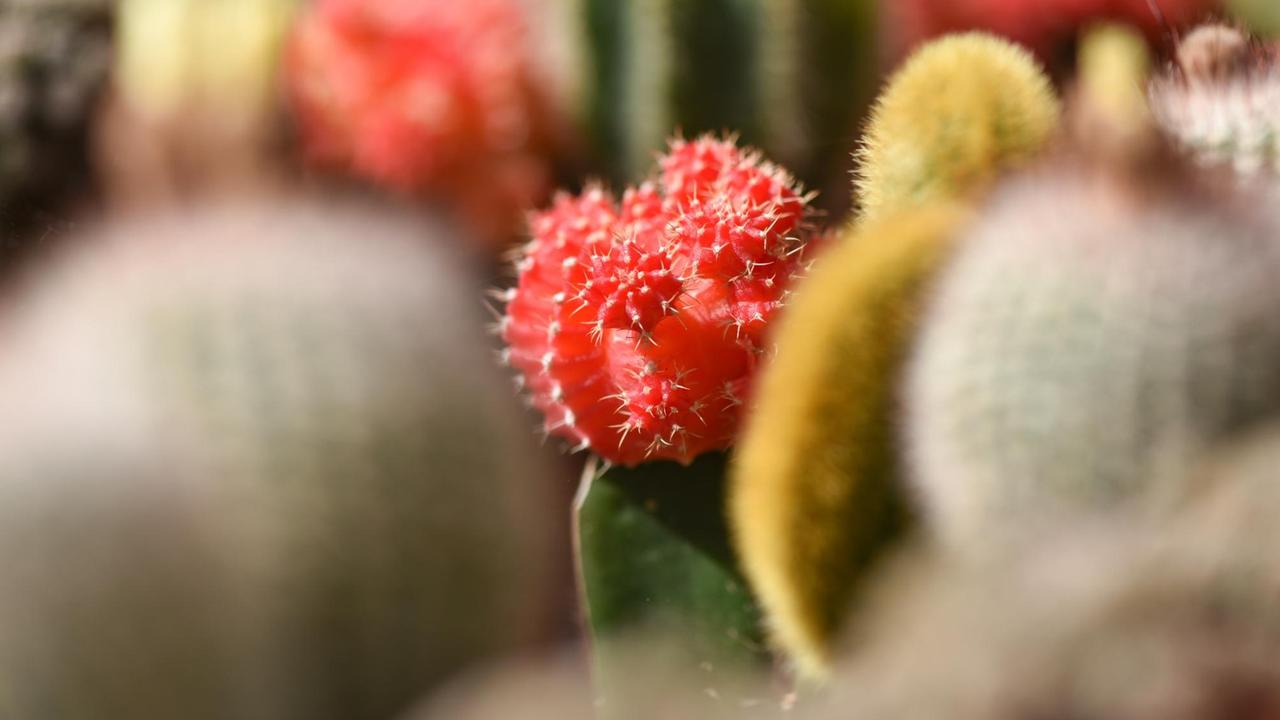 Ein Kaktus aus der Gattung Gymnocalycium ist am 10.07.2015 in Steinfeld (Rheinland-Pfalz) im Kakteenland zwischen anderen Kakteen zu sehen. Ein Kaktus aus der Gattung Gymnocalycium ist am 10.07.2015 in Steinfeld (Rheinland-Pfalz) im Kakteenland zwischen anderen Kakteen zu sehen.