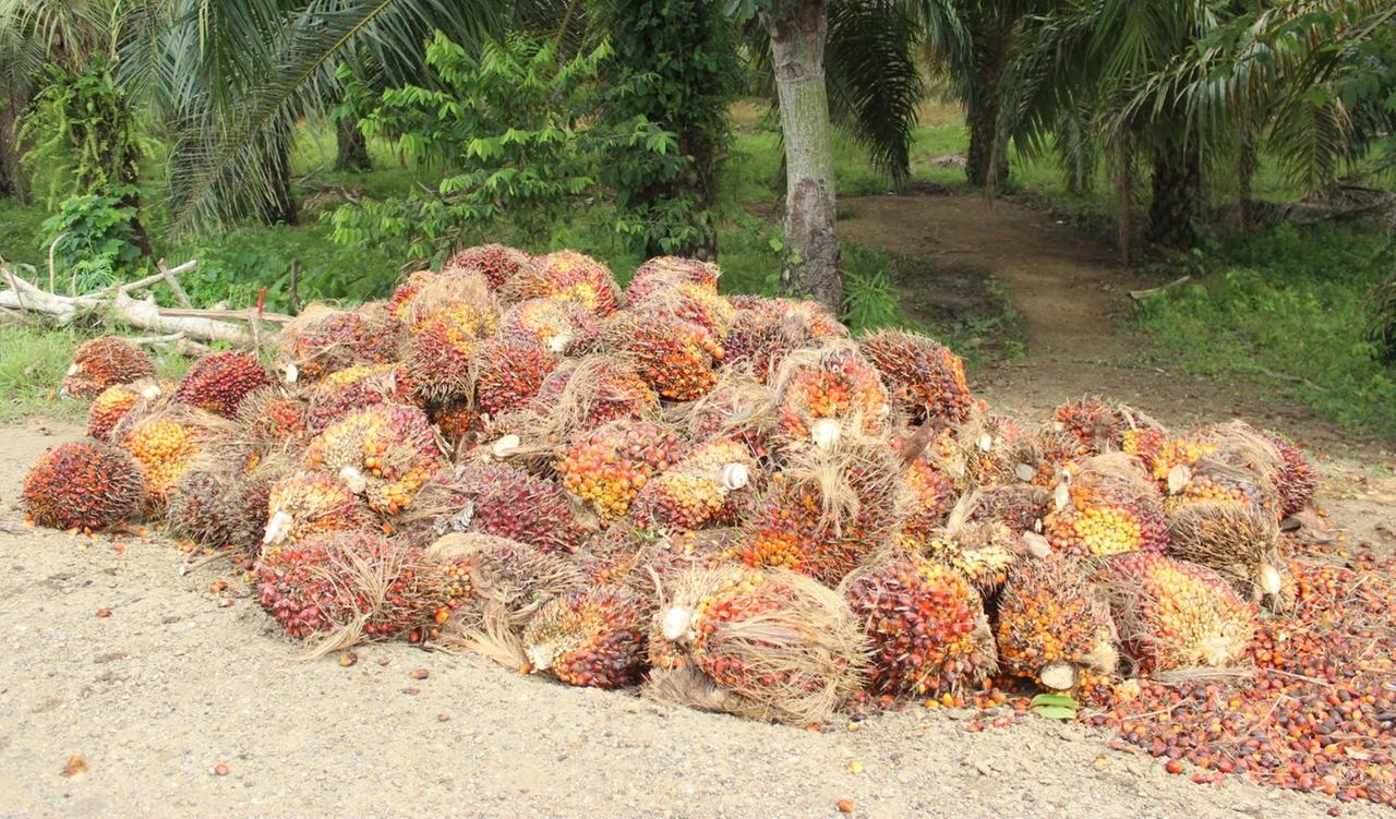 Früchte der Ölpalme, aus denen das Palmöl gewonnen wird in María La Baja 
