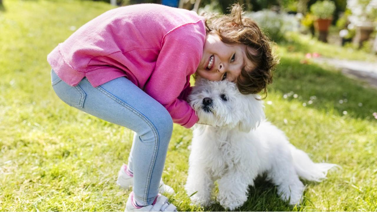 Ein kleines Mädchen knuddelt auf einer Wiese mit einem weißen Hund. Ein kleines Mädchen knuddelt auf einer Wiese mit einem weißen Hund.
