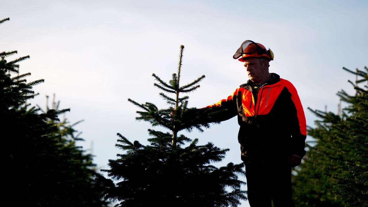 Forstwirt Jörg Greve begutachtet in Westensee (Schleswig-Holstein) während eines Pressetermins auf einer Plantage einen Weihnachtsbaum. Forstwirt Jörg Greve begutachtet in Westensee (Schleswig-Holstein) während eines Pressetermins auf einer Plantage einen Weihnachtsbaum.