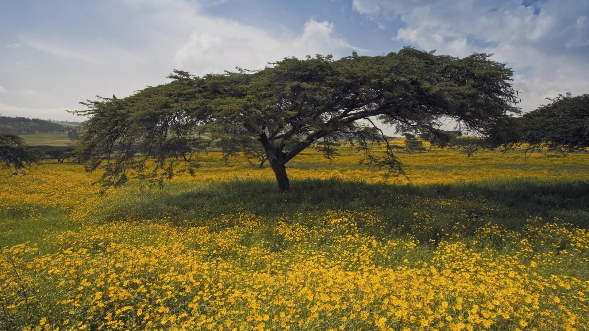 Ein Akazienbaum auf einer Wiese mit gelben Meskel-Blumen in der Hochebene von Äthiopien nach dem Regen.