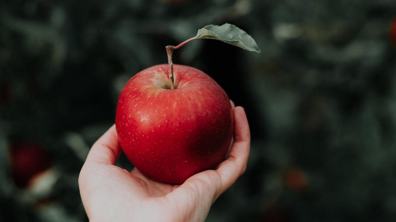 Apfel in einer Hand. Apfel in einer Hand.