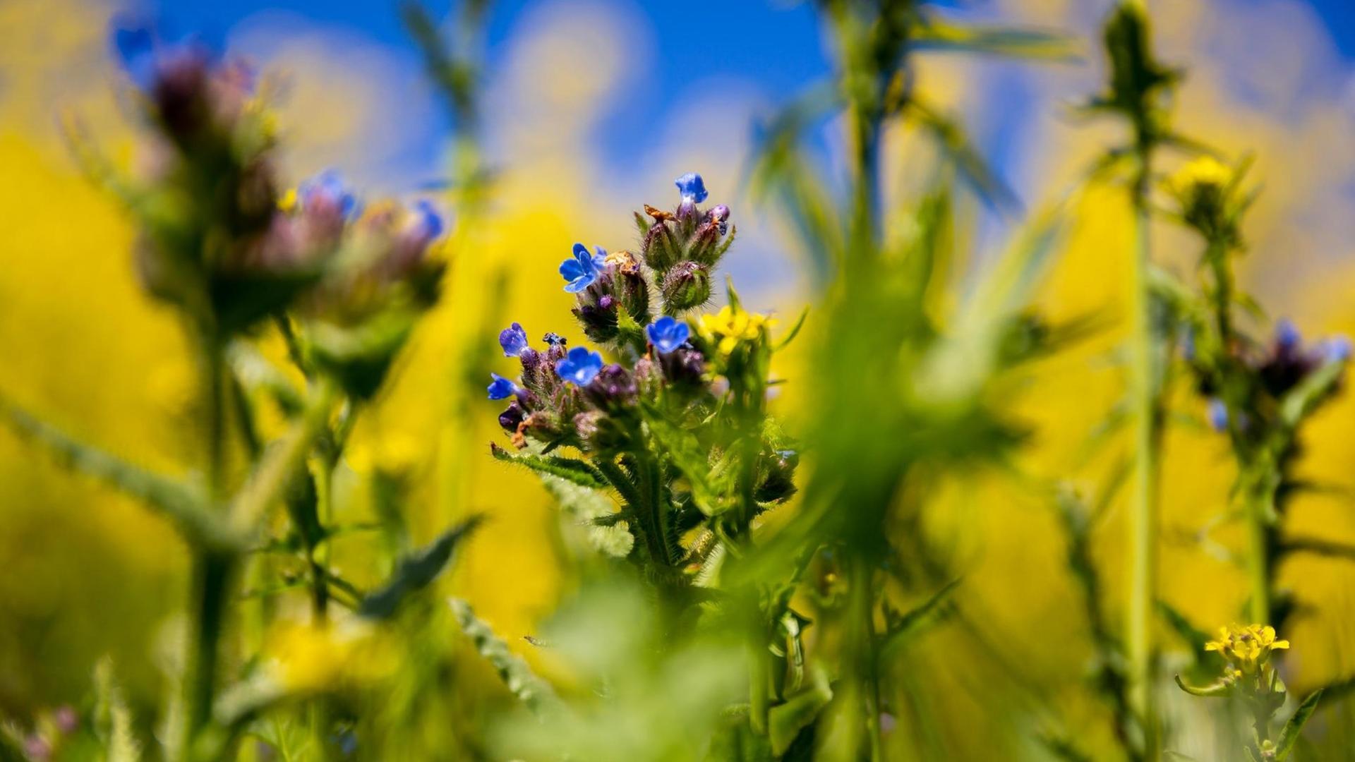 Eine blaue Ochsenzunge auf einem Acker. Eine blaue Ochsenzunge auf einem Acker.
