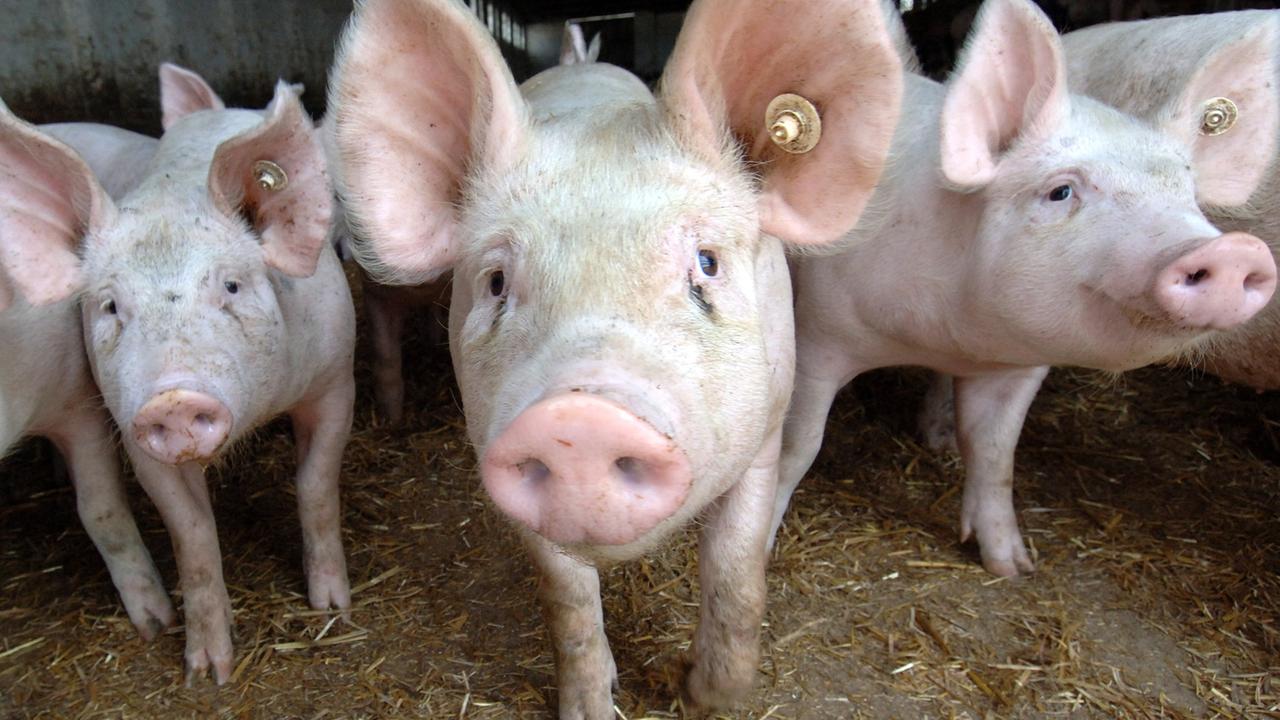 Drei Schweine stehen in einem Stall und gucken in die Kamera. Drei Schweine stehen in einem Stall und gucken in die Kamera.