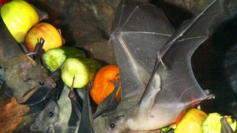 Flughunde drängen sich um Obst Flughunde drängen sich um Obst