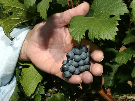 Ökologischer Weinbau Komplexer und widerstandsfähiger