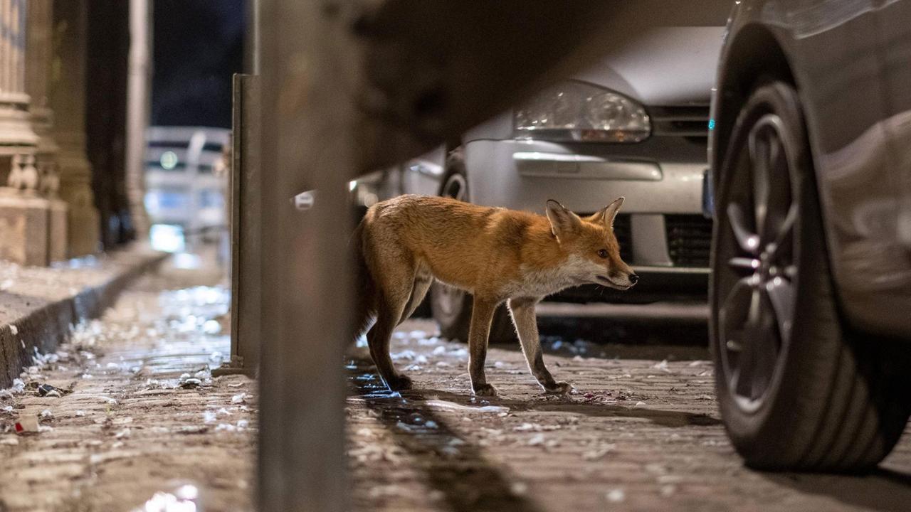 Ein Stadtfuchs im Gleimtunnel in Berlin. Das Tier läuft im Dunkeln zwischen Autos umher. Ein Stadtfuchs im Gleimtunnel in Berlin. Das Tier läuft im Dunkeln zwischen Autos umher.