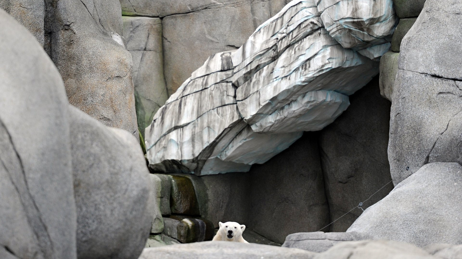 Ein Eis-Bär in einem Zoo. Ein Eis-Bär in einem Zoo.