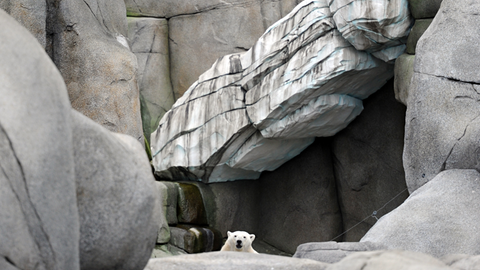 Ein Eisbär schaut hinter den Felsen des neuen Eismeeres im Tierpark Hagenbeck in Hamburg hervor. Diese Felsen sind Attrappen.