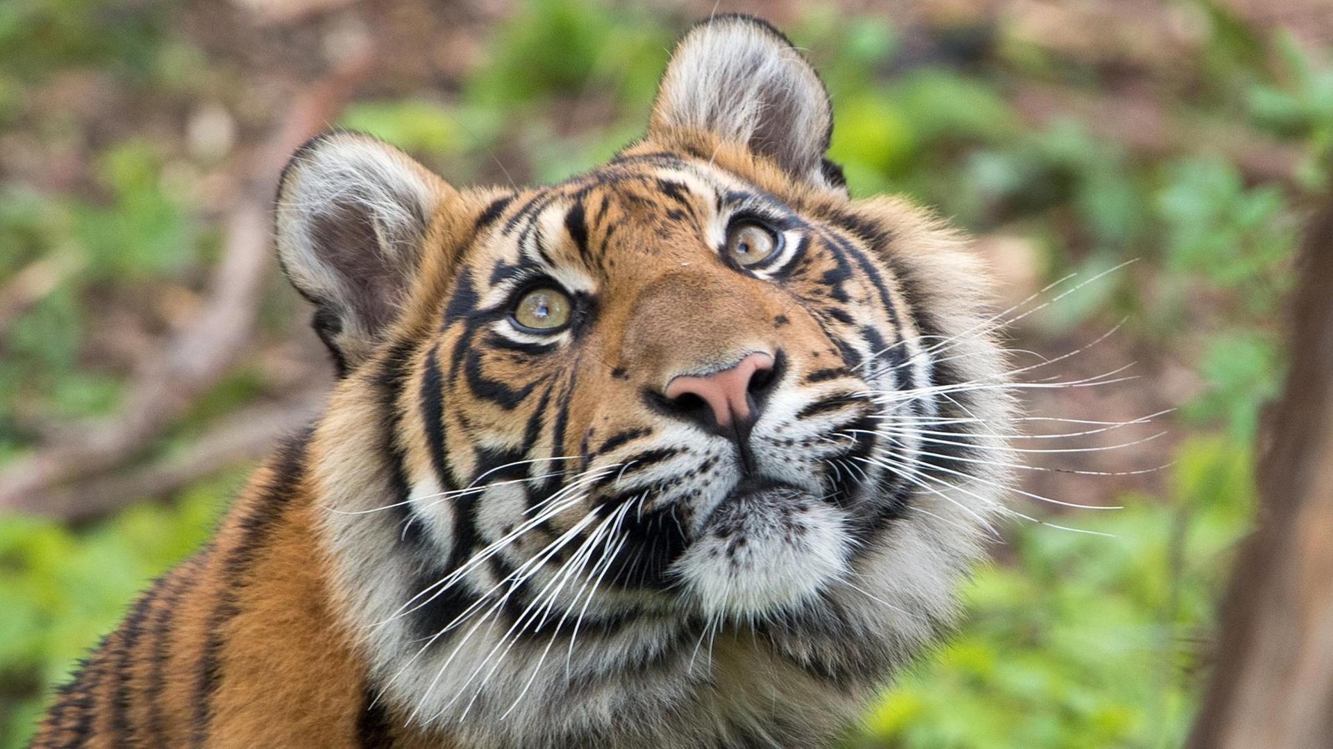 Ein Sumatra-Tiger, aufgenommen im Zoo von Frankfurt am Main.