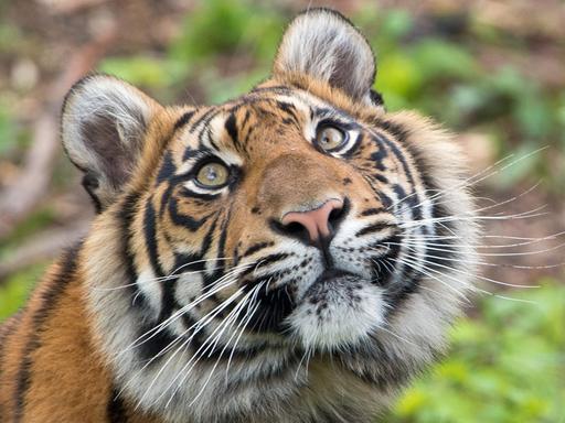 Ein Sumatra-Tiger, aufgenommen im Zoo von Frankfurt am Main.