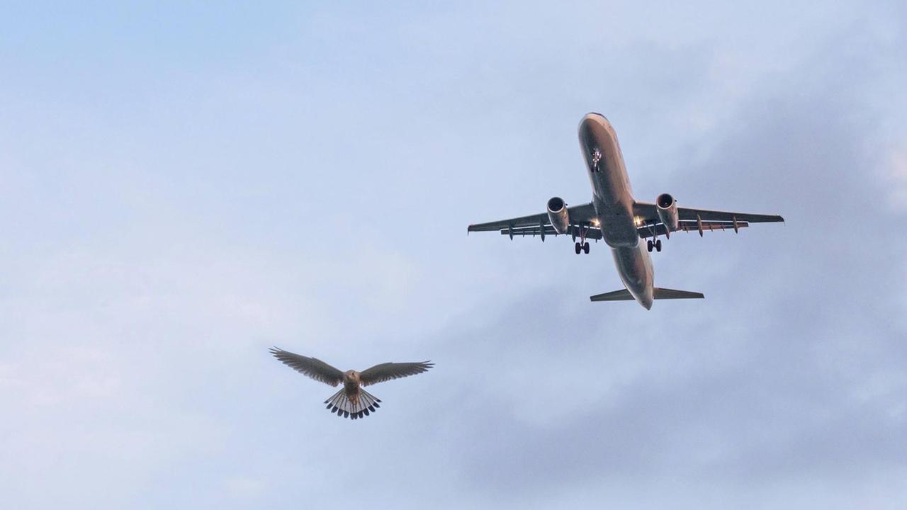Ein Turmfalke wird von einem Airbus A 320 überflogen. Ein Turmfalke wird von einem Airbus A 320 überflogen.