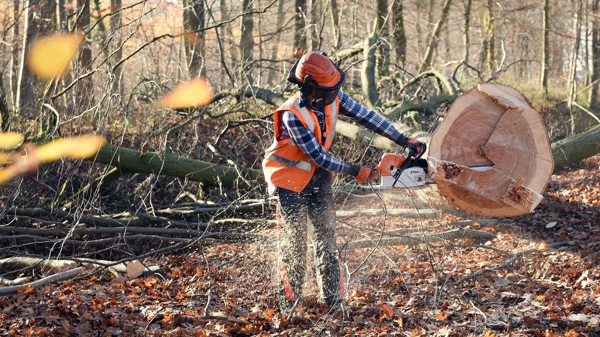 Ein Waldarbeiter fällt im Hambacher Forst in Kerpen (Nordrhein-Westfalen) einen Baum. Ein Waldarbeiter fällt im Hambacher Forst in Kerpen (Nordrhein-Westfalen) einen Baum.
