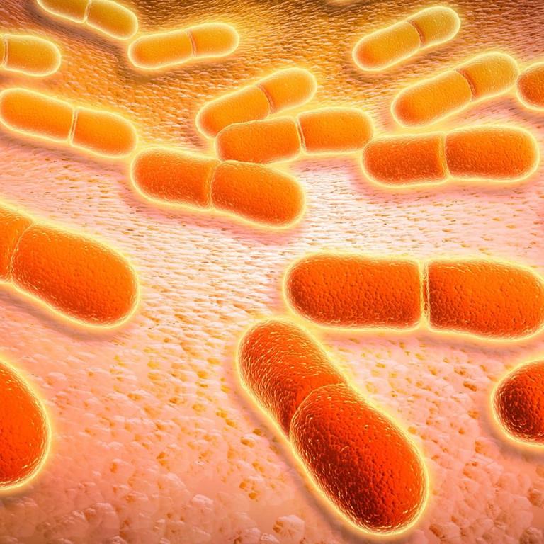 Mikroskopische Ansicht der Listeria monocytogenes. Listeria monocytogenes ist der Erreger der bakteriellen Infektion namens Listeriose.