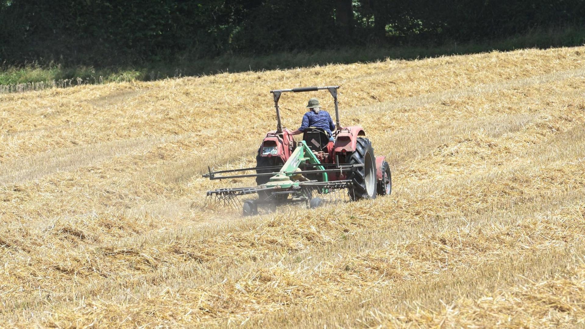 Ein Landwirt formiert Strohbahnen auf einem abgeernteten Getreidefeld, damit Strohballen geerntet werden können. Die langandauernde Trockenheit liess die Koerner früher reifen, von vielen Aeckerist das Getreide bereits eingebracht .Je nach Region rechnen die Landwirte mit Ernteeinbussen. Ein Landwirt formiert Strohbahnen auf einem abgeernteten Getreidefeld, damit Strohballen geerntet werden können. Die langandauernde Trockenheit liess die Koerner früher reifen, von vielen Aeckerist das Getreide bereits eingebracht .Je nach Region rechnen die Landwirte mit Ernteeinbussen.