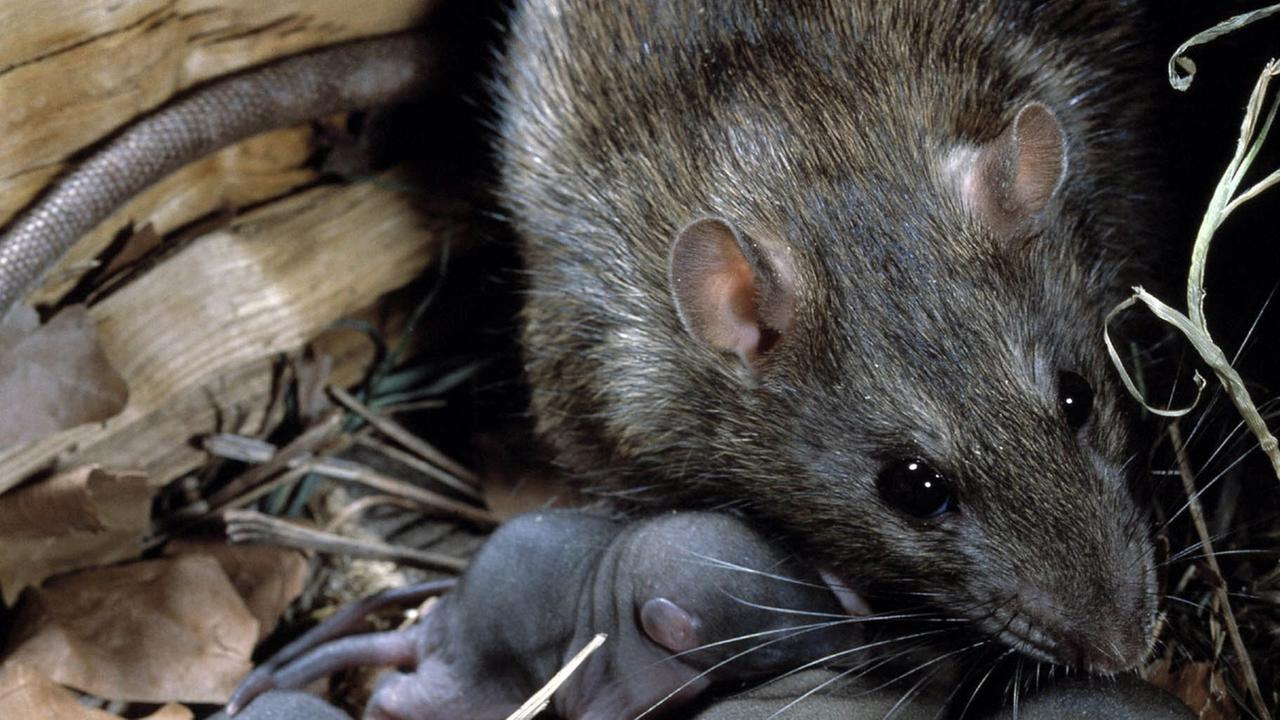 Eine Ratte mit ihrem Nachwuchs im Nest. Eine Ratte mit ihrem Nachwuchs im Nest.