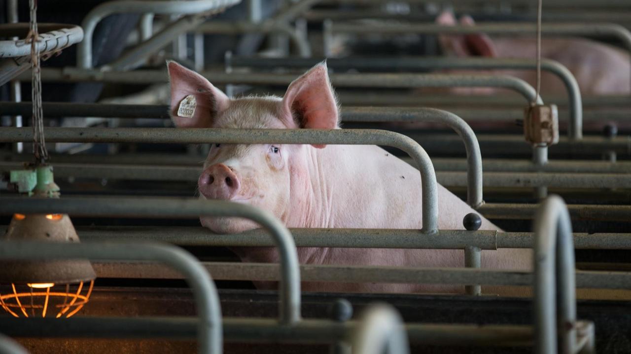Eine Muttersau steht in einem Stall eines Schweinezuchtbetriebes in Mecklenburg-Vorpommern. Eine Muttersau steht in einem Stall eines Schweinezuchtbetriebes in Mecklenburg-Vorpommern.