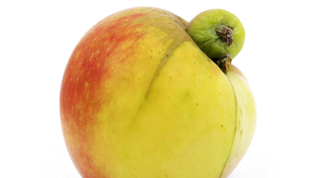 Apfel mit einer natürlichen Mutation. Ein einem Apfel wächst ein zweiter kleinerer Apfel heraus. Apfel mit einer natürlichen Mutation. Ein einem Apfel wächst ein zweiter kleinerer Apfel heraus.