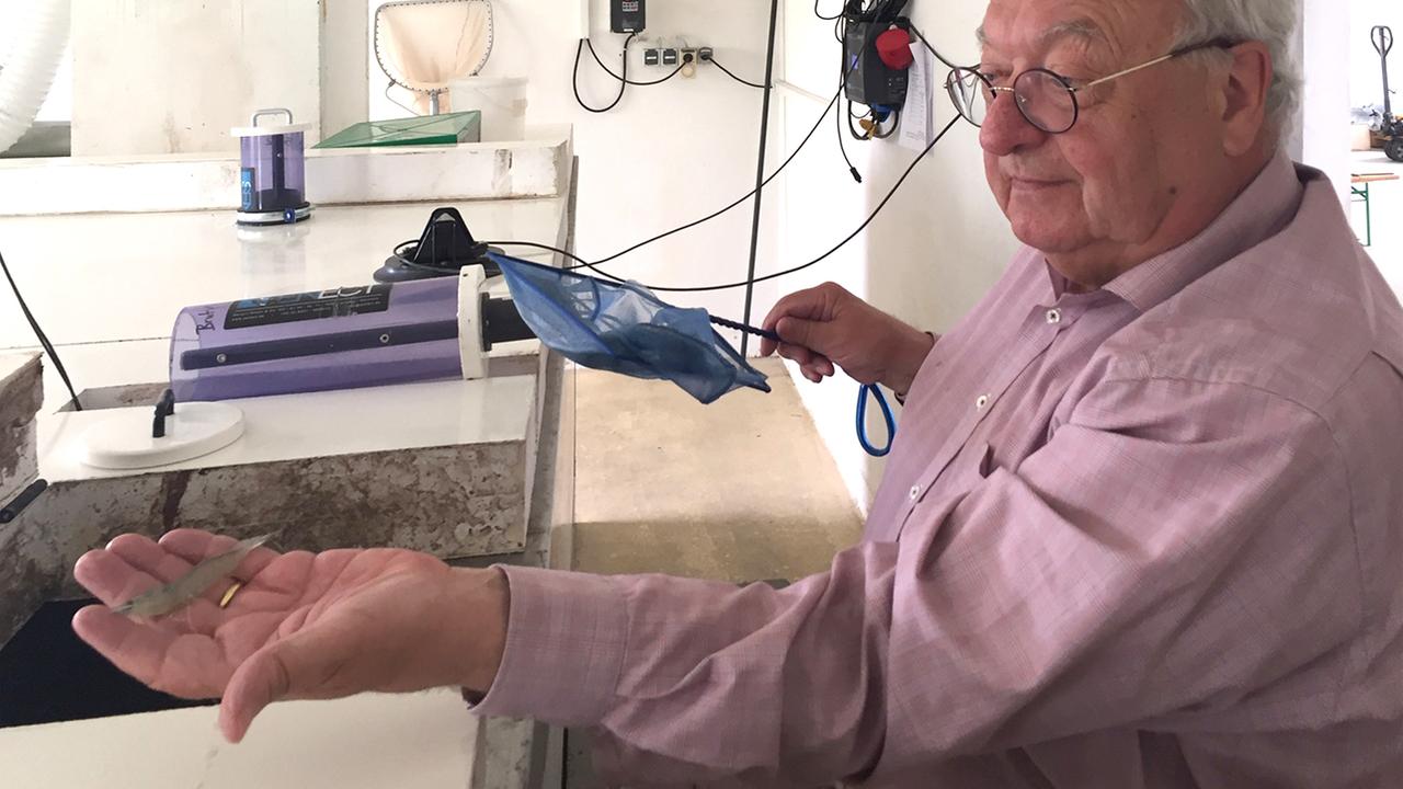 Gerhard Vonnemann präsentiert eine Garnelenlarve aus seinem Zuchtbecken. Gerhard Vonnemann präsentiert eine Garnelenlarve aus seinem Zuchtbecken.