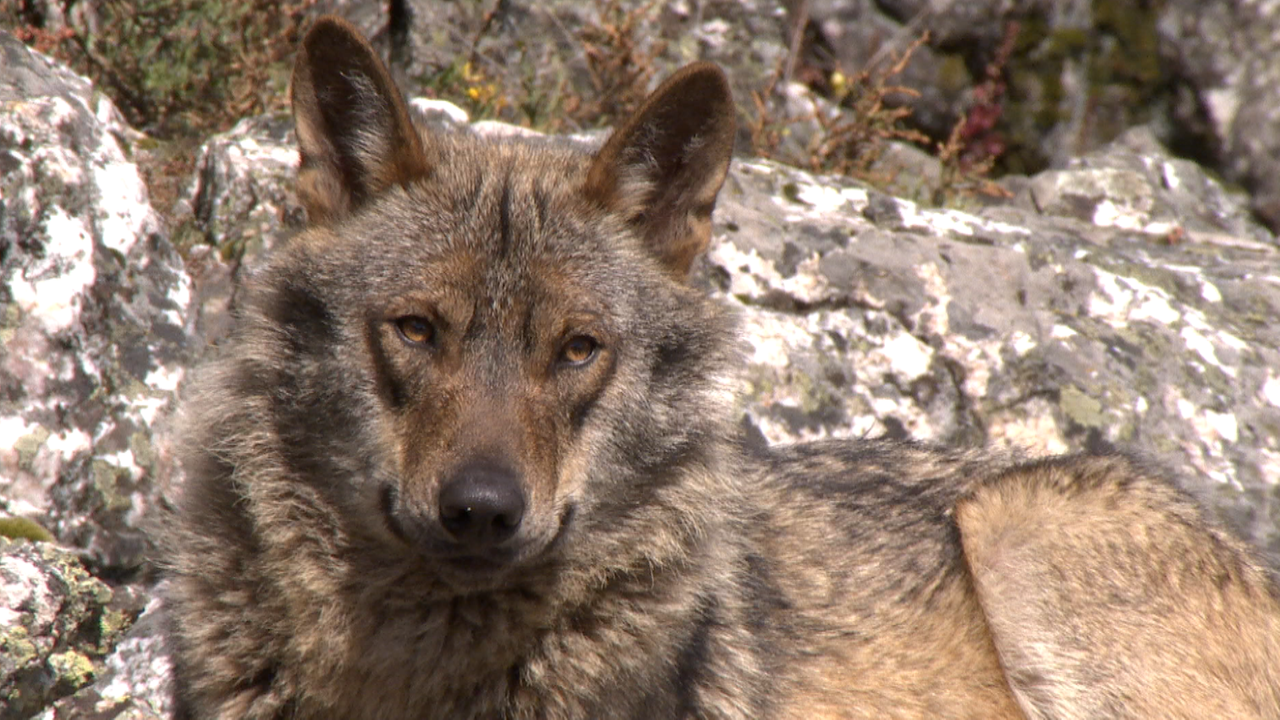 Ein Prachtexemplar von Wolf ganz in Braun steht in einer steinigen Landschaft.