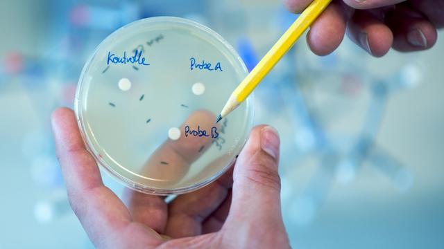 Ein Mann zeigt im Helmholtz-Zentrum für Infektionsforschung in Braunschweig (Niedersachsen) auf eine Petrischale mit unterschiedlichen Antibiotikaproben