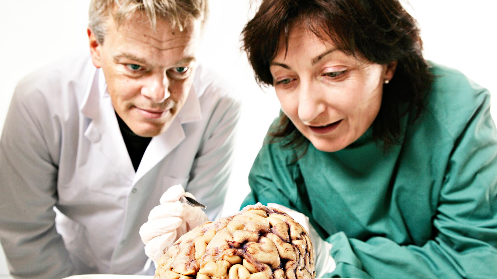 Norwegische Wissenschaftler begutachten ein menschliches Gehirn.