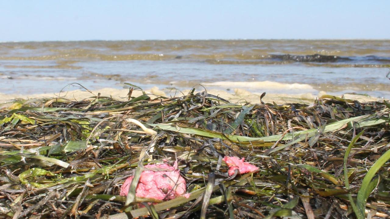 Umweltverschmutzung in der Ostsee: Ein Klumpen liegt am Strand.