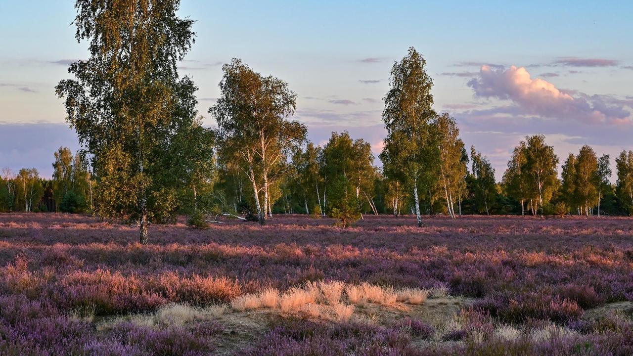 Die Heide blüht am späten Abend kurz vor Sonnenuntergang im Naturschutzgebiet der Reicherskreuzer Heide. Die Heide blüht am späten Abend kurz vor Sonnenuntergang im Naturschutzgebiet der Reicherskreuzer Heide.