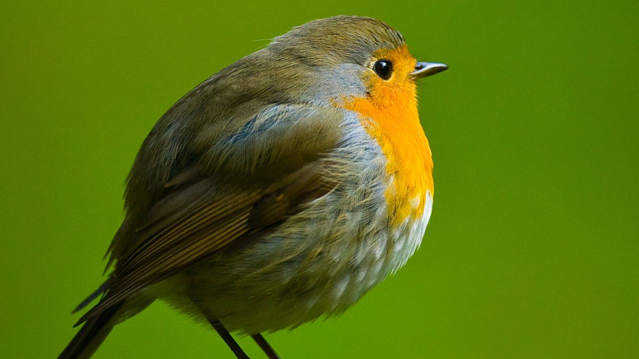 Ein Rotkehlchen, aufgenommen in bayerischen Neuschönau Ein Rotkehlchen, aufgenommen in bayerischen Neuschönau