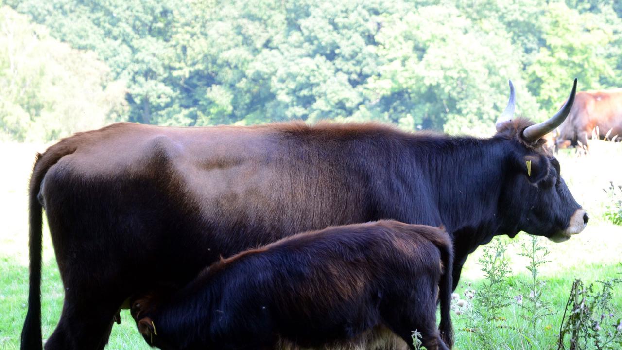 Auerochsen Auerochsen