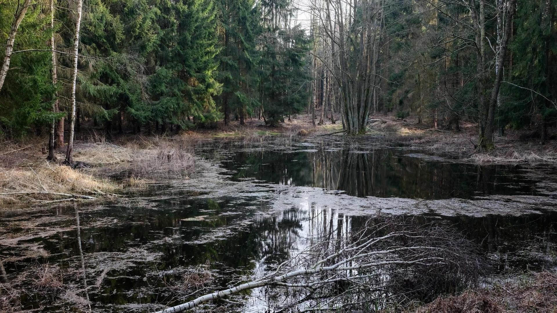Mecklenburg-Vorpommern, Anklam: Ein Waldtümpel in einem Wald bei Anklam. Hier befindet sich das Anklamer Torfmoor.