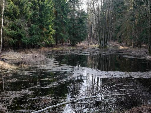 Mecklenburg-Vorpommern, Anklam: Ein Waldtümpel in einem Wald bei Anklam. Hier befindet sich das Anklamer Torfmoor.