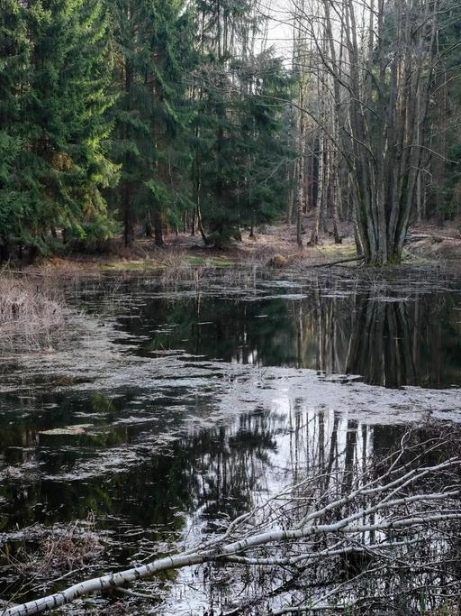 Mecklenburg-Vorpommern, Anklam: Ein Waldtümpel in einem Wald bei Anklam. Hier befindet sich das Anklamer Torfmoor.